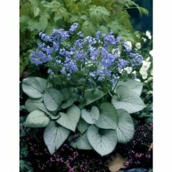 Brunnera 'Looking Glass' | 10.5cm Pot