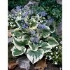 Brunnera Variegated | 10.5cm Pot 1 Brunnera Variegated | 10.5cm Pot -Frank P Matthews Sales Shop PL503888 1f28