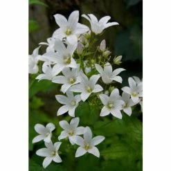 Campanula 'Alba' | 10.5cm Pot