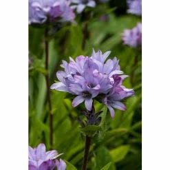Campanula 'Caroline' | 10.5cm Pot