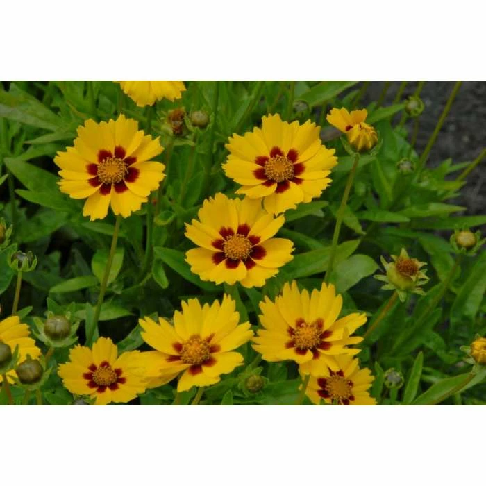 Coreopsis 'Sterntaler' | 10.5cm Pot 2 Coreopsis 'Sterntaler' | 10.5cm Pot