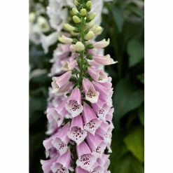 Digitalis purpurea 'Dalmation Rose' | Foxglove