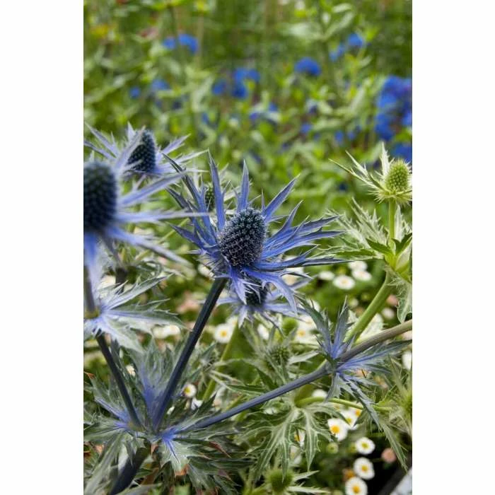 Eryngium 'Big Blue' | 10.5cm Pot 3 Eryngium 'Big Blue' | 10.5cm Pot
