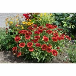 Gaillardia 'Mesa Red' | 10.5cm Pot