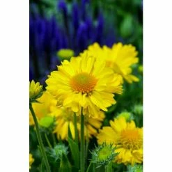 Gaillardia 'Mesa Yellow' | 10.5cm Pot