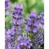 Lavender 'Munstead' | English Lavender -Frank P Matthews Sales Shop PL503981 1003