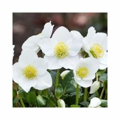 1ft Helleborus 'Diva' | 3L Pot | Helleborus Gold Collection® -Frank P Matthews Sales Shop PL52001 add image 1 fdf9