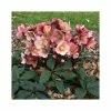 2ft Helleborus 'Pink Frost' | 4.5L Pot | Helleborus Gold Collection® -Frank P Matthews Sales Shop PL52014 main image a632