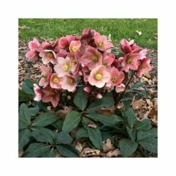 2ft Helleborus 'Pink Frost' | 4.5L Pot | Helleborus Gold Collection®