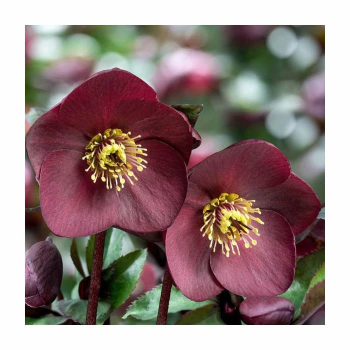 2ft Helleborus 'Ice N' Roses® Brunello' | 4.5L Pot | Helleborus Gold Collection® 3 2ft Helleborus 'Ice N' Roses® Brunello' | 4.5L Pot | Helleborus Gold Collection®