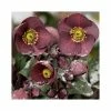 2ft Helleborus 'Ice N' Roses® Nightingale' | 4.5L Pot | Helleborus Gold Collection® -Frank P Matthews Sales Shop PL52024 main image 15e1
