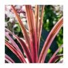 2ft Cordyline 'Pink Passion' | 2 Litre Pot -Frank P Matthews Sales Shop PL52117 main image 8e59