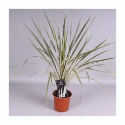 2ft Cordyline 'Torbay Dazzler' | 2 Litre Pot -Frank P Matthews Sales Shop PL52120 rollover image 71f0