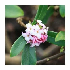 55cm Daphne 'Perfume Princess' | 17cm Pot