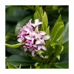 Frank P Matthews Sales Shop -Frank P Matthews Sales Shop PL52148 rollover image 5e57