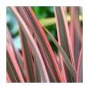 Phormium 'Sundowner' | 4L Pot