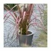 Phormium 'Evening Glow' | 4L Pot