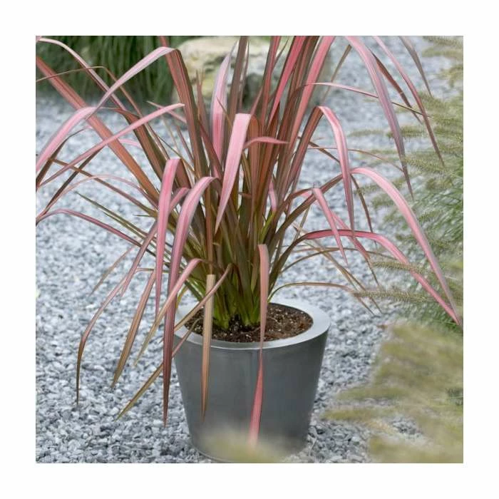 Phormium 'Evening Glow' | 4L Pot 3 Phormium 'Evening Glow' | 4L Pot