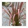 Phormium 'Purpurea' 4L Pot