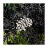 Sambucus Nigra 'Black Lace' | Black Elder -Frank P Matthews Sales Shop PL92207 main image fa90