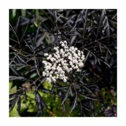 Sambucus Nigra 'Black Lace' | Black Elder