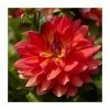 Dahlia 'Firepot' | 3L Pot -Frank P Matthews Sales Shop PL923404 main image e671