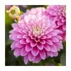 Dahlia Gallery 'Pink' | 3L Pot -Frank P Matthews Sales Shop PL923408 main image 2fdb