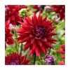 Dahlia 'Wittemans Best' | 3L Pot