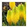 Kniphofia 'Lemon Popsicle' | 3L Pot -Frank P Matthews Sales Shop PL923438 main image f397