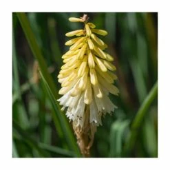 Kniphofia 'Poco Citron' | 3L Pot