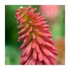 Kniphofia 'Redhot Popsicle' | 3L Pot -Frank P Matthews Sales Shop PL923444 main image 2c64