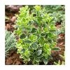 15cm Euonymus japonicus 'Kathy' | 9cm Pot