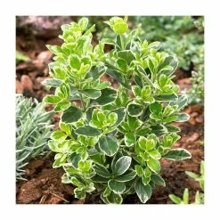 15cm Euonymus japonicus 'Kathy' | 9cm Pot