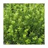10cm Buxus microphylla 'Faulkner' | 9cm Pot -Frank P Matthews Sales Shop PL9239024 main image 77fe