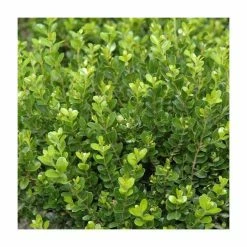 10cm Buxus microphylla 'Faulkner' | 9cm Pot