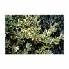 10cm Buxus sempervirens 'Elegantissima' | 9cm Pot -Frank P Matthews Sales Shop PL9239025 main image 5e7b