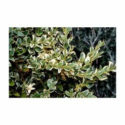 10cm Buxus sempervirens 'Elegantissima' | 9cm Pot