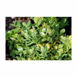 10cm Buxus sempervirens 'Suffruticosa' | 9cm Pot