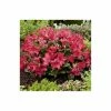 15cm Rhododendron 'Scarlet Wonder' | 9cm Pot