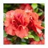 15cm Orange-Red Evergreen Azalea | Rhododendron | 9cm Pot