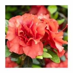 15cm Orange-Red Evergreen Azalea | Rhododendron | 9cm Pot