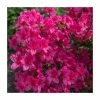 15cm Pink Evergreen Azalea | Rhododendron| 9cm Pot -Frank P Matthews Sales Shop PL9239034 main image b2ae