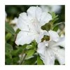 15cm White Evergreen Azalea | Rhododendron | 9cm Pot