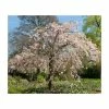 Prunus pendula 'Pendula Rosea' | Weeping Cherry Blossom Tree | 18L Pot | 200-240cm Standard -Frank P Matthews Sales Shop PL9239055 main image 1d88
