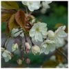 Prunus 'Ukon' | Cherry Blossom Tree |18L Pot | 200-240cm Standard