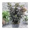 5 x 15 - 20cm Sambucus nigra 'Black Tower' | 9cm Pots -Frank P Matthews Sales Shop PL9239065 main image 7e4c