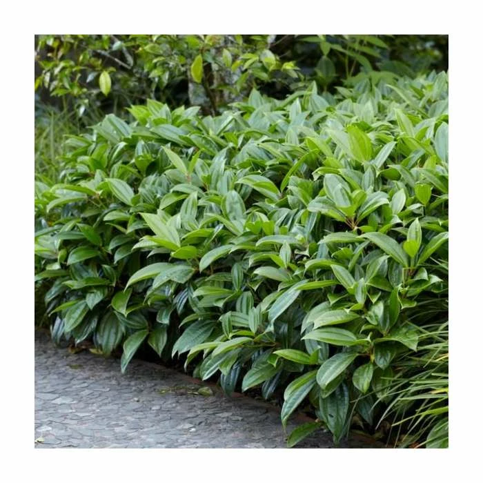 15 - 20cm Viburnum davidii | 9cm Pot 4 15 - 20cm Viburnum davidii | 9cm Pot - Image 2