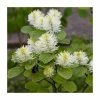 10 - 15cm Fothergilla major | Mountain Witch Alder | 9cm Pot -Frank P Matthews Sales Shop PL9239104 main image b192