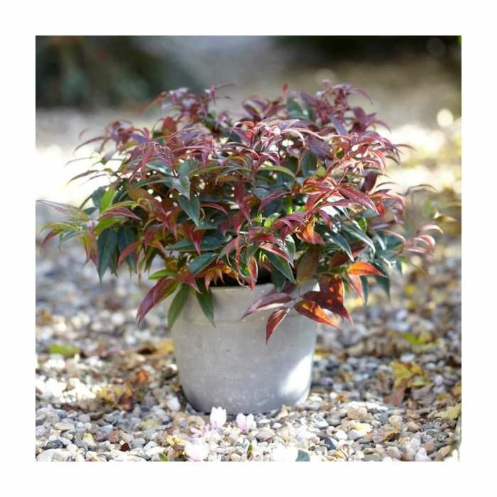 15 - 20cm Leucothoe keiskei 'Royal Ruby' | 9cm Pot 3 15 - 20cm Leucothoe keiskei 'Royal Ruby' | 9cm Pot