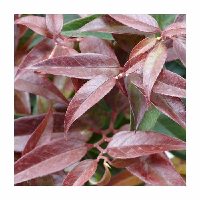 15 - 20cm Leucothoe keiskei 'Royal Ruby' | 9cm Pot 4 15 - 20cm Leucothoe keiskei 'Royal Ruby' | 9cm Pot - Image 2
